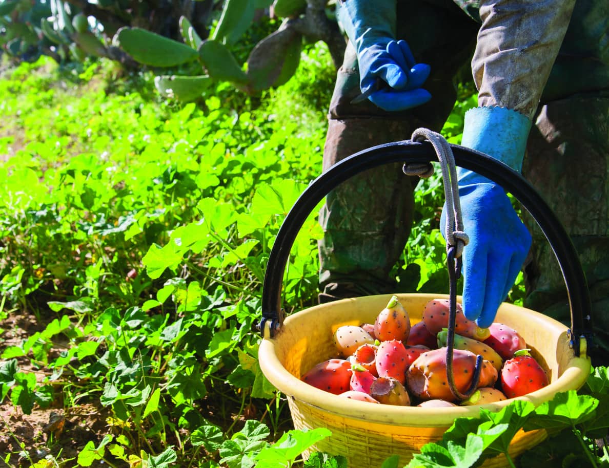 Image of a farmer picking fruit.